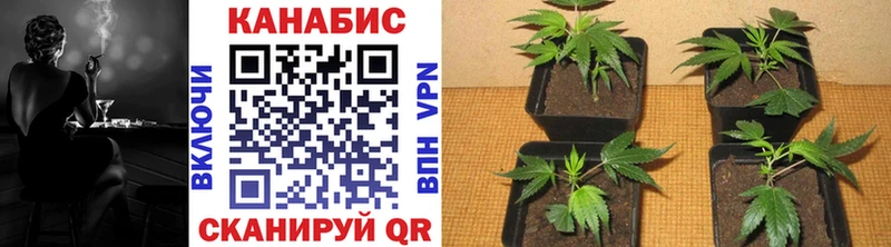 Каннабис Ganja  как найти   Курильск 